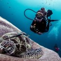 3. Diving with turtles around the Gilis