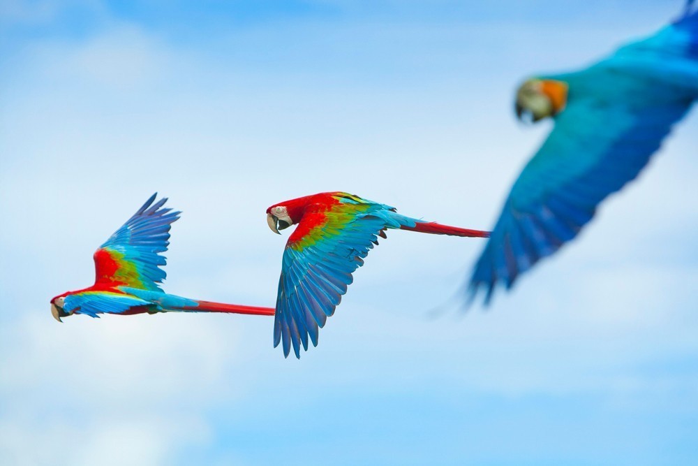 Bali Bird Park