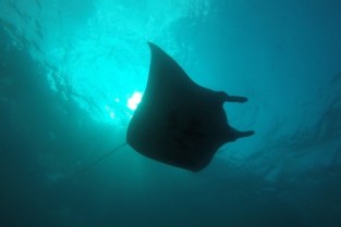 Advanced Diving Course - Penida