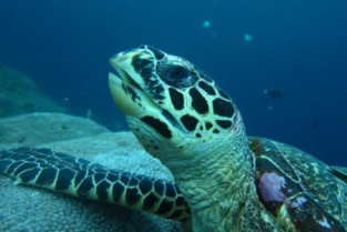 1 day Diving - Nusa Penida