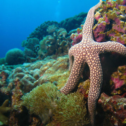 6- starfish
