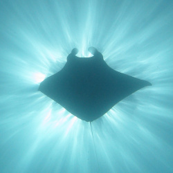 ray