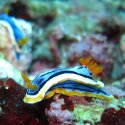 9. Sea snail at Nusa Penida