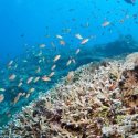 5. Snorkeling at the mangrove