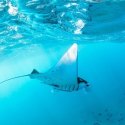 3. Snorkeling at Manta Point Penida