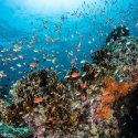 92. Snorkeling at Mangrove Lembongan Island