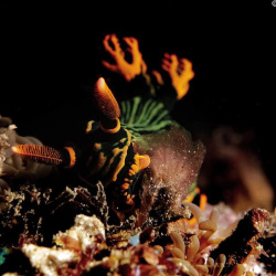 4- micro dive