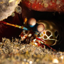 micro shrimp