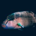 8. Napoleon wrasse Gili Islands