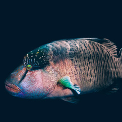 9. Napoleon wrasse