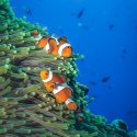 91. Finding Nemo in the gilis