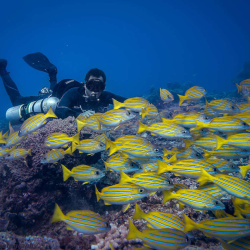 9. Loads of sealife in the Gilis