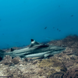 Black tip reef shark