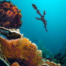 Ghost pipefish