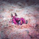 Mantis shrimp