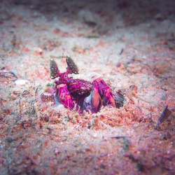 Mantis shrimp
