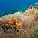 4- clown fish