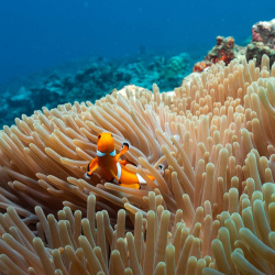 4- clown fish