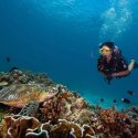 4- diver