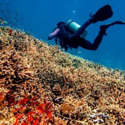 1. advance diver in Padang Bai