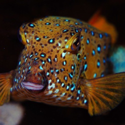 8.ok divers scuba diving school in padang bai