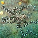 8. night dive in Padang Bai