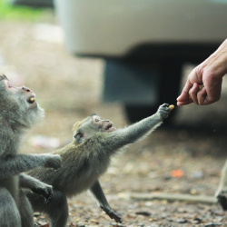 3. Lombok Sunset tour and monkey forest