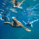6- snorkeling with turtle