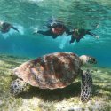 8- turtle snorkeling
