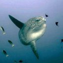 4- mola mola