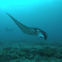 7. Manta rays around Nusa Penida