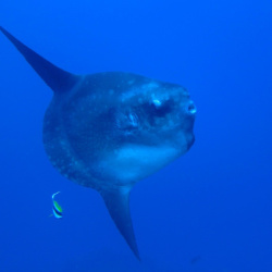 91. Mola Mola Nusa Penida