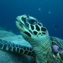 6. Meet the turtles surround Penida