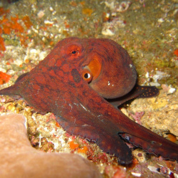 93. Octopus