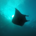 8. Meet the manta's surrounding Penida