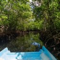 94.Mangrove trip d'Camel Lembongan