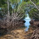 93.Mangrove in Lembongan