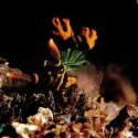 4- micro dive