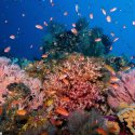 9- colorful fishes