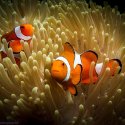 6. Clown fish and anemone Gili Islands