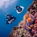 8.Divers spotted some clown fish