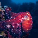 8. Mantadive Octopus