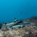 Black tip reef shark