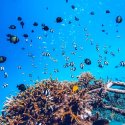 Reef fish Gili Islands