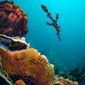 Ghost pipefish