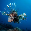 Lionfish