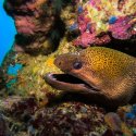 Moray eel