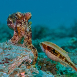 7.explore the sear creatures with ok divers