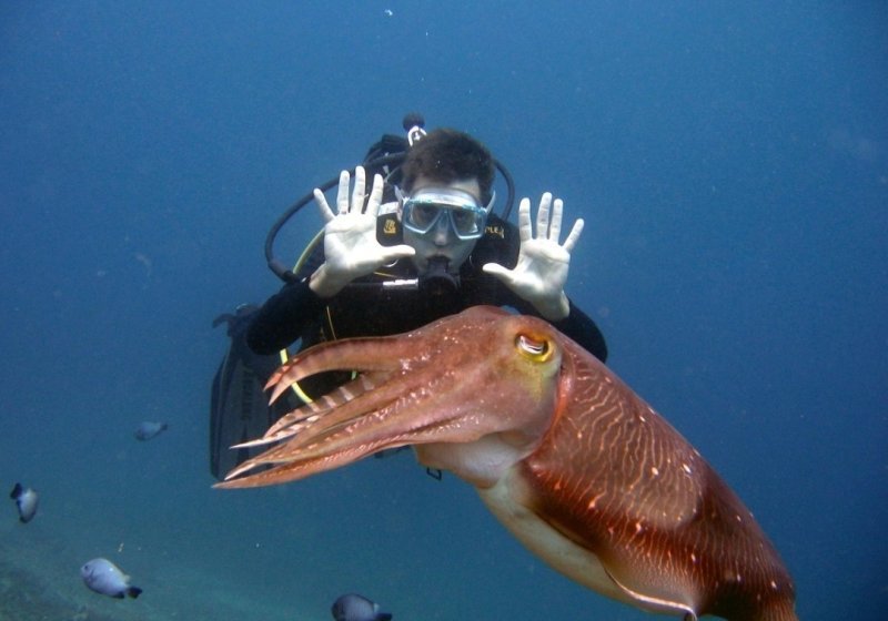 1. ok divers in padang bai