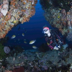2- diver